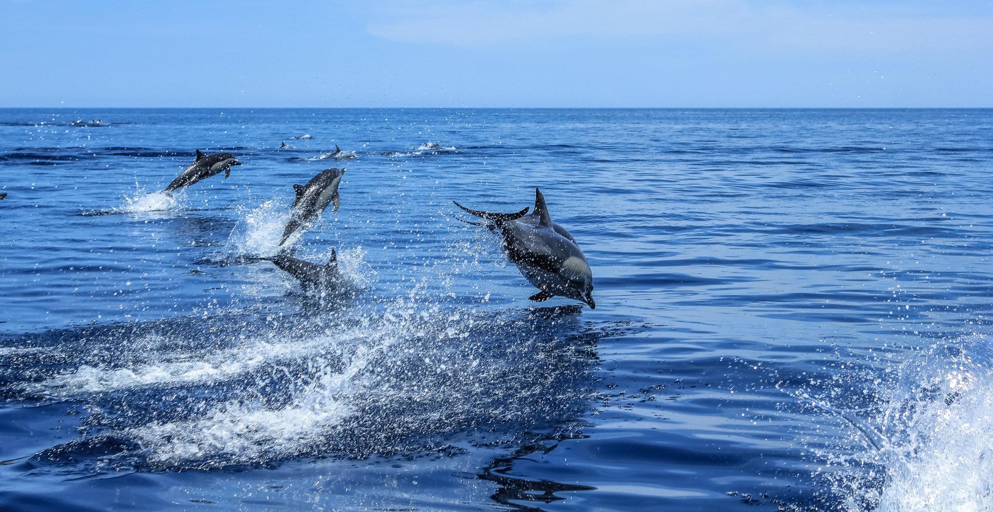 Cavorting dolphins