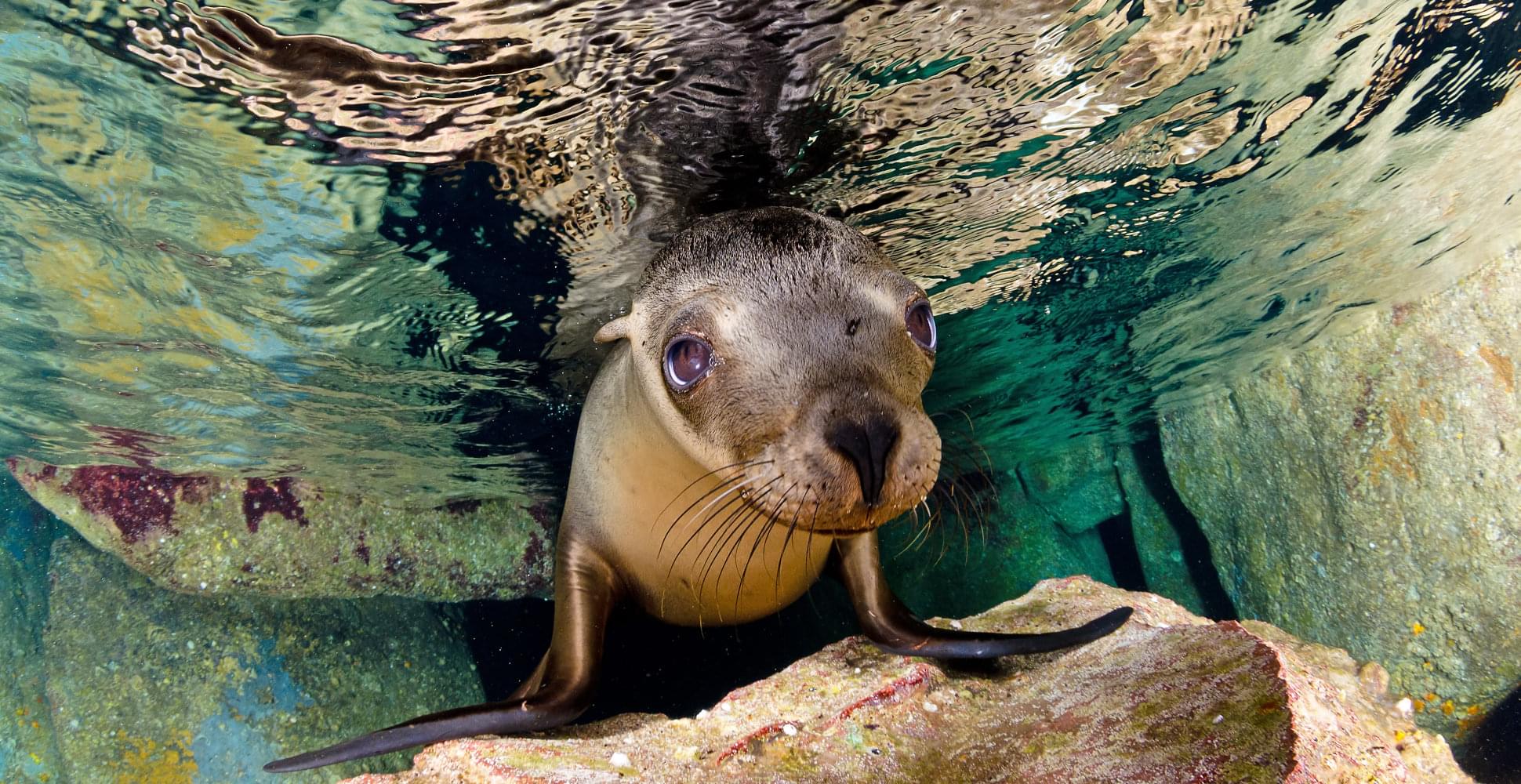 Isla Espíritu Santo sea lion