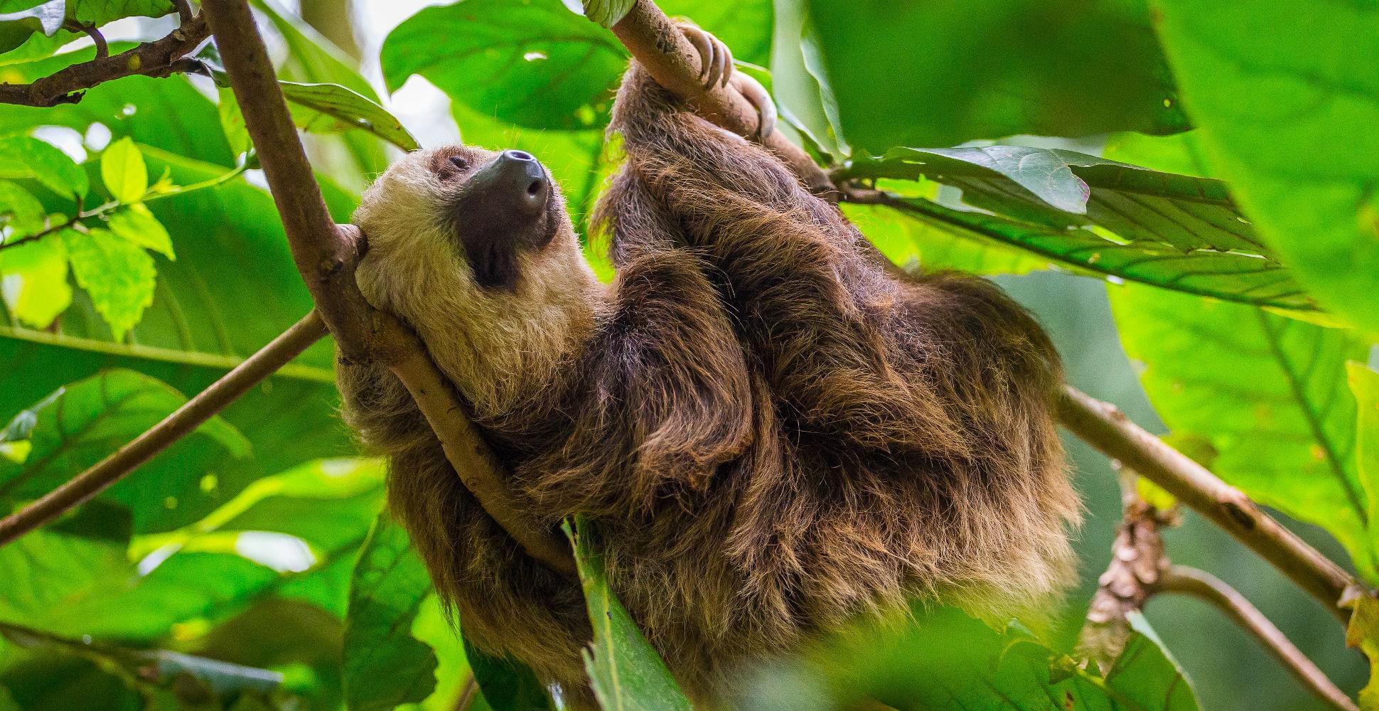 Sloth in Costa Rica