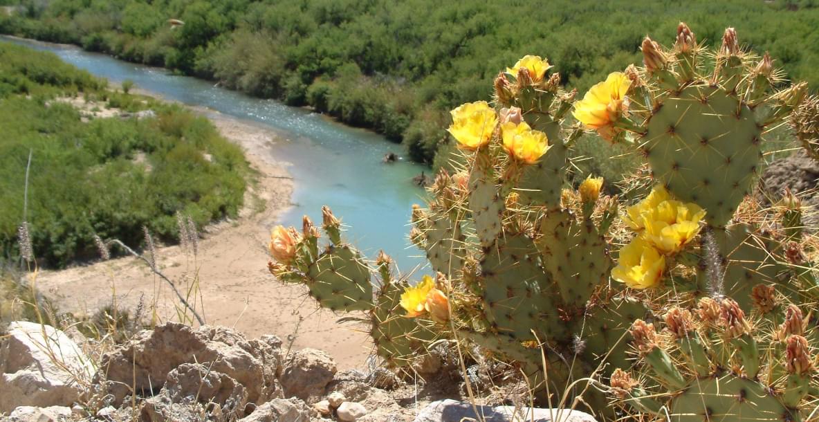 Blooming Prickly Pear Cactus
