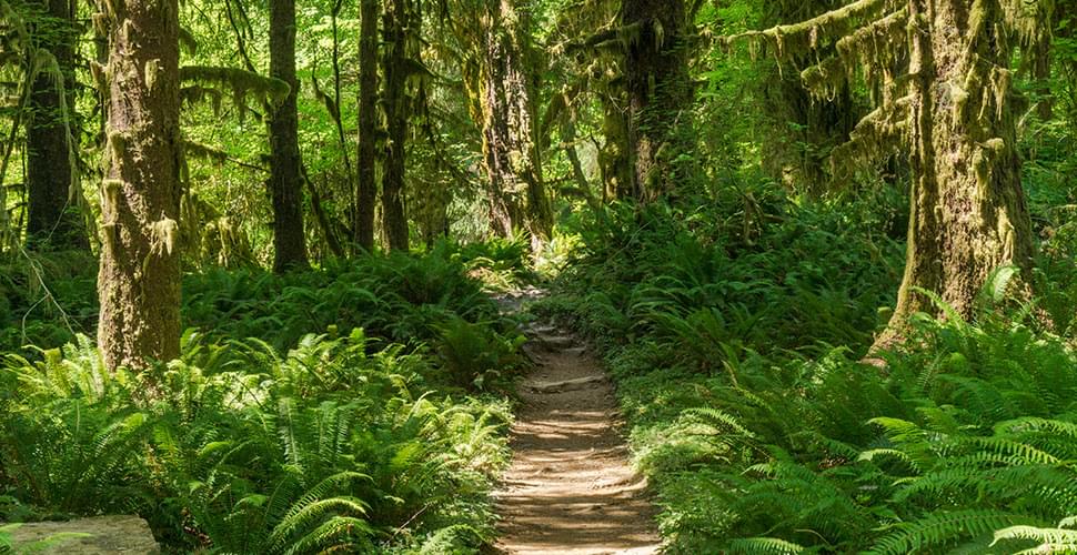Hiking Olympic National Park Off The Beaten Path